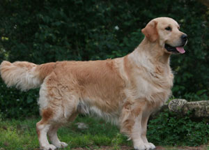 cachorros golden retriever